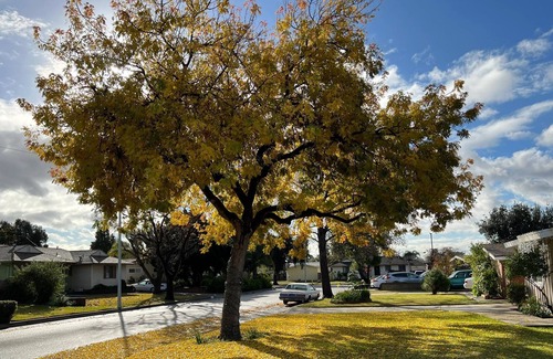 Walnut Valley House | 温馨的小木屋Charming bungalow with AC and WiFi in fabulous West Covina