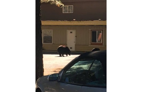 Tahoe Island Apartment | 12-The Wee Washoe pet-friendly studio, # 12