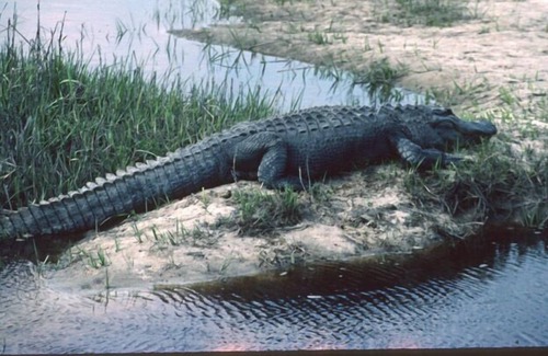 Sapelo Island Apartment | 7 Miles of uninhabited beaches. Come to Sapelo Island .