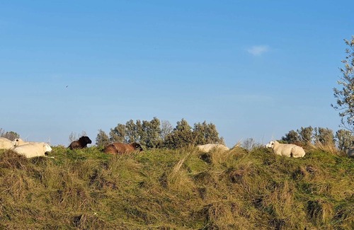 Wangerland House | 8 Langeoog - Hotel Deichinsel