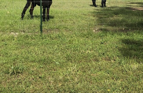 Walnut Shade Apartment | A part of nature, surrounded by farm animals, 12 minutes from Branson.