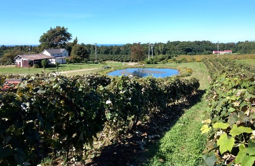 Ripley Apartment | A quiet country setting on a working grape farm.