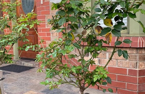 North Adelaide House | Adelaide Style Accommodation near City