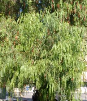 Borghetto Santo Spirito Apartment | Al Pepe Rosa di Borghetto