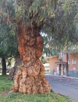 Borghetto Santo Spirito Apartment | Al Pepe Rosa di Borghetto