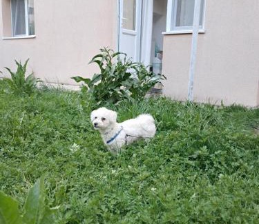 Slanic-Moldova Apartment | Apartament PARTER CU GRADINA