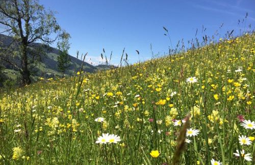 Alpbach Apartment | Apartment Haus Dahoam