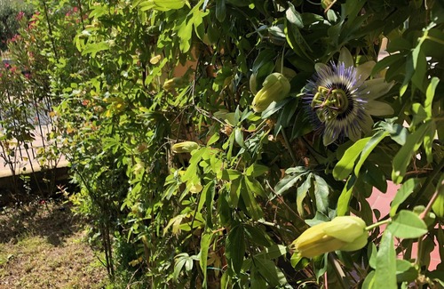 Sestri Levante Apartment | Apartment with garden