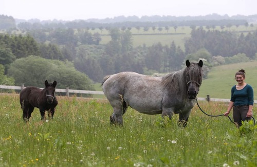 Hofen Apartment | Apartments Wiesengrund - Holidays in the middle of nature - in the Eifel National Park