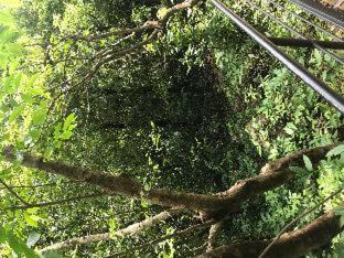 Arangala Hotel | Arangala Forest Lodge