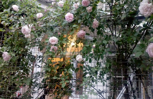 mtatsminda Apartment | Art House Petunia - your gateway to Old Tbilisi!