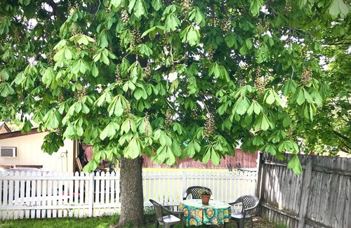 Rose Park House | Art Moderne Bungalow -Private Home with Fenced Yard close to Downtown & U of M.