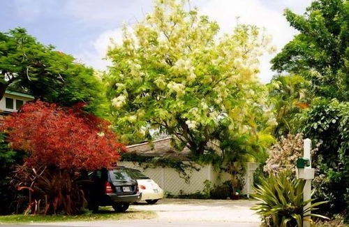 Kailua House | Available and legal for stays less than 30 days