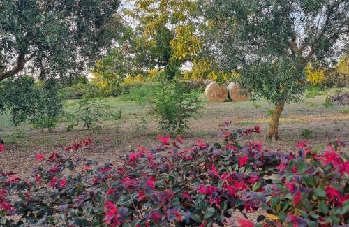 Martina Franca House | Avventure tra i trulli