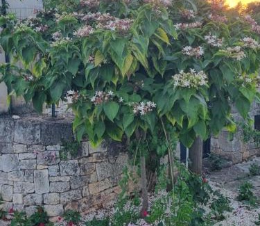 Martina Franca House | Avventure tra i trulli