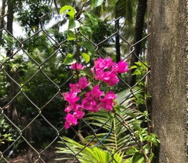 Chau Thanh House | Bến Tre Homestay