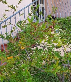 Arbatax Bed & Breakfast | B&B Blueberry via Capri Porto Frailis
