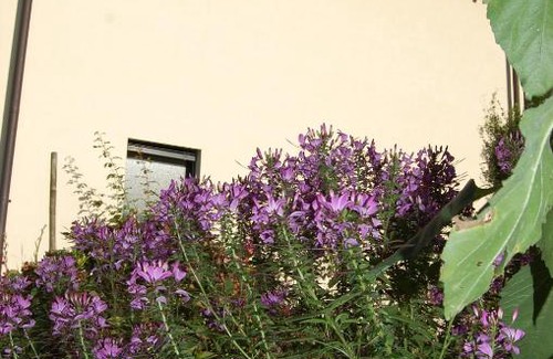 Melano Bed & Breakfast | B&B Il Vigneto
