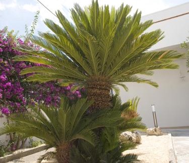 Campi Salentina Bed & Breakfast | B&B Virò