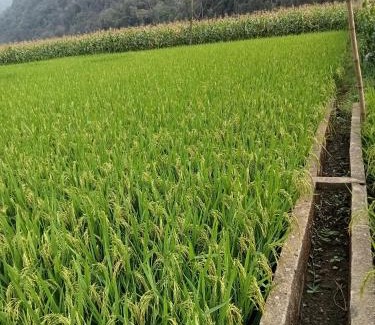 Nam Mau Cabin | Ba Be Village Homestay