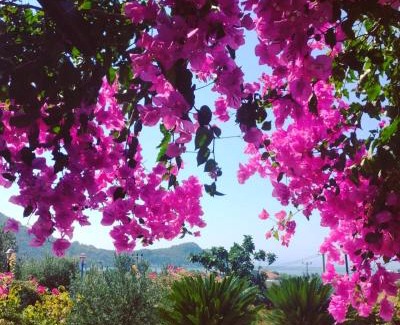 Mesudiye Resort | Bahar Bahce Datca