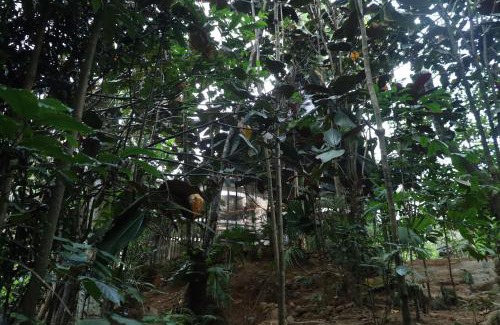 Hatton Resort | Bamboo Cabana Adams Peak