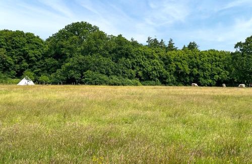 Ashford House | Barn Owl - Uk49932