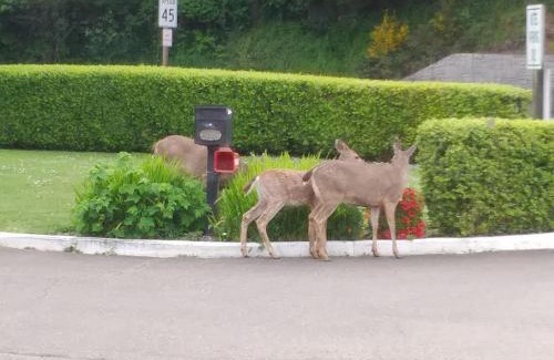 North Bend Hotel | Bay Bridge Motel