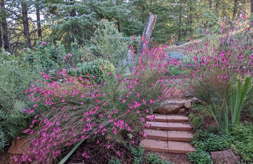 Cedar Ridge House | Beautiful Horse Ranch in the Sierra Foothills of California