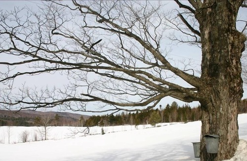 Belmont Apartment | Beautiful & Unique Spacious Studio near Okemo. Booking fall and winter!