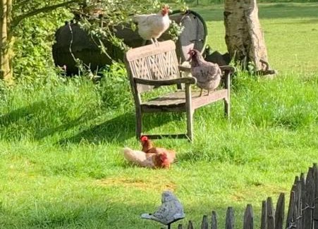 Wijnjewoude Bed & Breakfast | Bed and Breakfast Het Oude Bos
