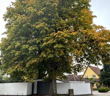 Silkeborg Bed & Breakfast | Bed and Breakfast The Old Chestnut Tree Silkeborg