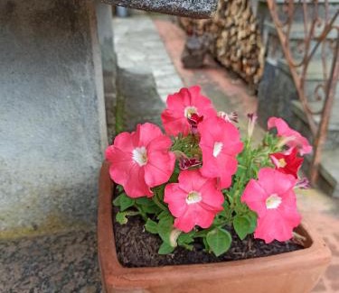 Casarza Ligure Bed & Breakfast | Bed & Breakfast Le cicale e la formica