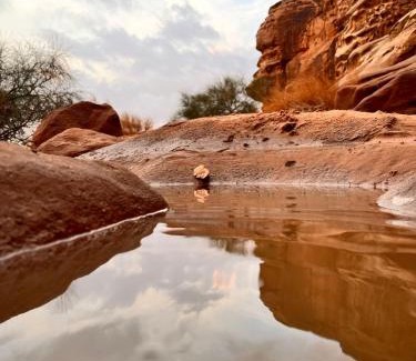 Wadi Rum Other | Bedouin oasis
