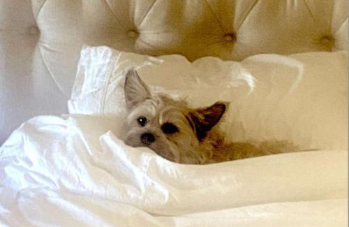 Villas House | Beechwood by the Bay Dog Friendly