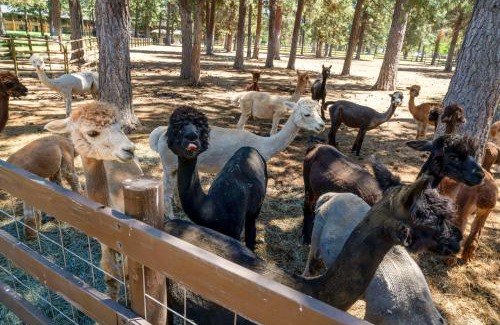 Sisters Hotel | Best Western Ponderosa Lodge
