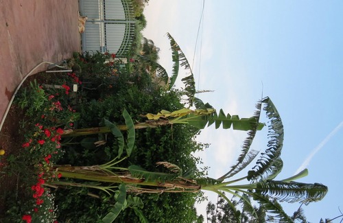 Partanna Villa | Betty's Rose Garden, with garden in villa 2 Floors. CIR: 19082053C205123