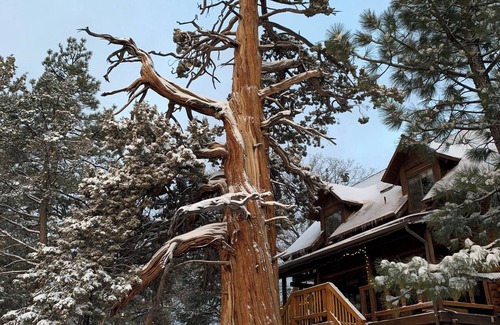 Fawnskin Cabin | Big Tree Lodge - Luxurious quiet & peaceful Log Cabin in Fawnskin/Big Bear Lake