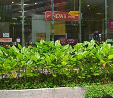 Kuala Lumpur City Centre Apartment | Binjai 8 Service Suites KLCC