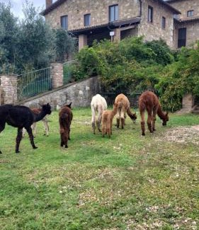 San Venanzo House | Bio Agriturismo Olivastrella