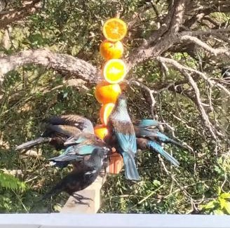 Te Kouma Bed & Breakfast | Bird Haven