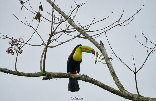 La Tigra Bed & Breakfast | Birds & Breakfast Costa Rica