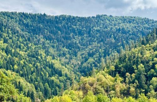 Likani Villa | Buddy House Borjomi