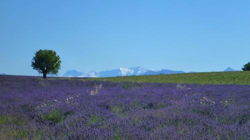 Valensole Bed & Breakfast | Bulle d'Eau Dace
