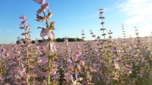 Valensole Bed & Breakfast | Bulle d'Eau Dace