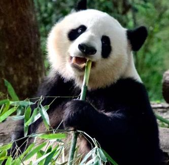 Chengdu City Centre Hotel | BuYuan Hotel - Near Wuhou Shrine, Chunxi Road,T aikooli, Tianfu Square, People's Park, Chengdu Museum, Very close to the Sichuan University , Exit C of Huaxiba on Metro Line 1,Provides Welcome refreshments ,Minibar,Laundry & Luggage delivery service