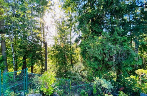 Coquitlam House | cabin-like rentals are nestled amidst lush forest
