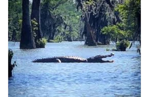 Breaux Bridge Boat Rental | Cajun Adventure