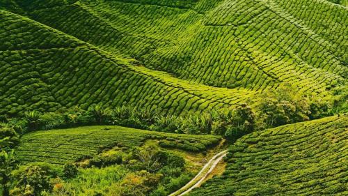 Brinchang Apartment | CAMERON HIGHLAND CENRTUM BRINCHANG Homestay By Dcozy 6-7pax