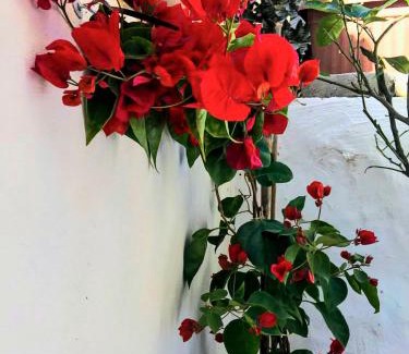 Valderice Apartment | Casa Cortile Nonna Caterina
